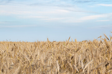 Golden Wheat Field with ripe ears of corn