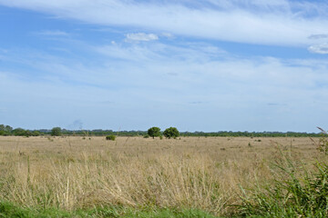 Par de árboles en el campo