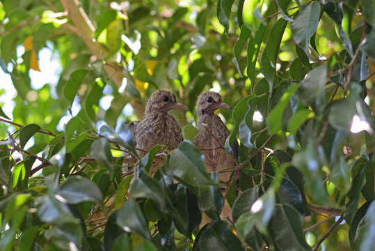 Pareja de pichones de torcaza en su nido
