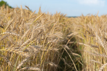 Golden Wheat Field with ripe ears of corn