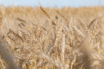 Golden Wheat Field with ripe ears of corn
