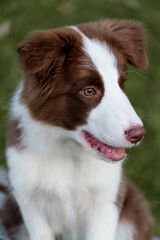 Adorable Border Collie puppy sitting on the ground. Four months old fluffy puppy in the park.