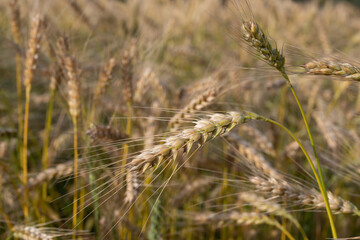 Obraz premium Golden Wheat Field with ripe ears of corn