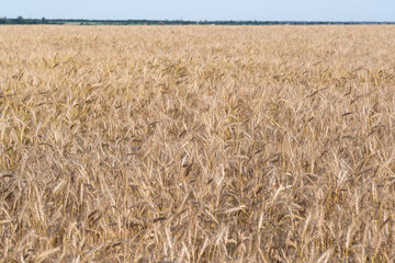 Golden Wheat Field with ripe ears of corn
