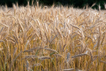 Golden Wheat Field with ripe ears of corn