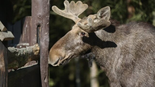 A beautiful horned elk eats from the feeder at the edge of the forest, looking in different directions. High quality FullHD footage