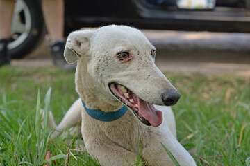 Retrato de Galgo blanco