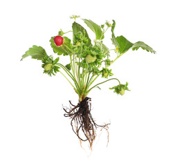 Strawberry seedling with leaves and fruits isolated on white