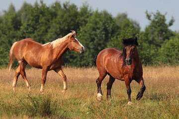 Naklejka na ściany i meble wild Polish horses in the meadow, free-range horse, horse without a bridle and saddle, brown horse, horse in a wild field, horse's mane in the wind, two horses