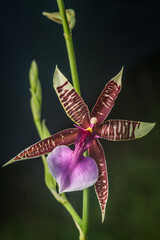 Oncidium fuscatum orchid