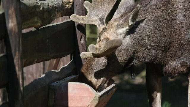 A beautiful horned elk eats from the feeder at the edge of the forest, looking in different directions. High quality FullHD footage