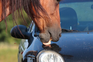 a horse licking the hood of a car, horse and car, funny situation