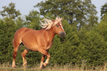beautiful brown Polish horse running