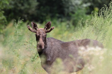 moose in the forest, Poland