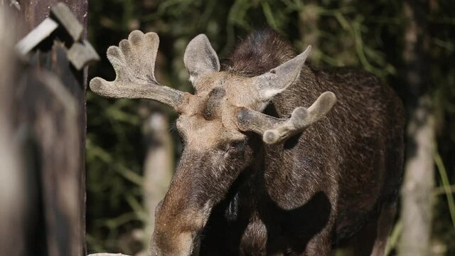 A beautiful horned elk eats from the feeder at the edge of the forest, looking in different directions. High quality FullHD footage