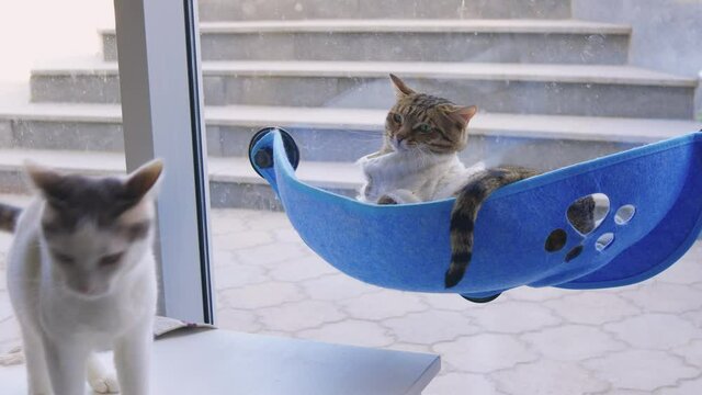 Catfight Bilder Durchsuchen 841 Archivfotos, und