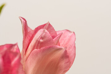 Details of a bouquet of pink tulips.