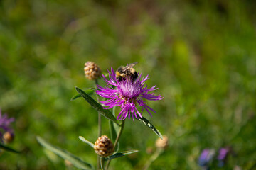 A bumblebee on a flower of the red clover.