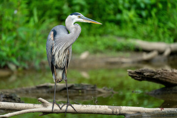 Fototapeta premium Great Blue Heron standing in water in Alexandria, VA.
