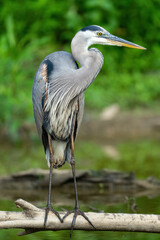 Great Blue Heron standing in water in Alexandria, VA.