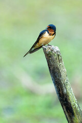 Perched Barn Swallow