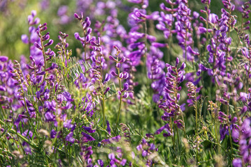Obraz premium Purple looming wild peas on a sunny field