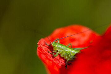 grasshopper on red poppy