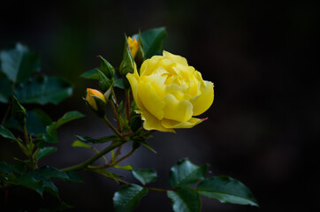 Yellow Rose on dark background