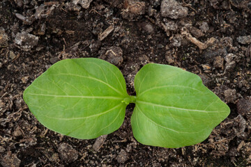Close-up of a baobab sapling