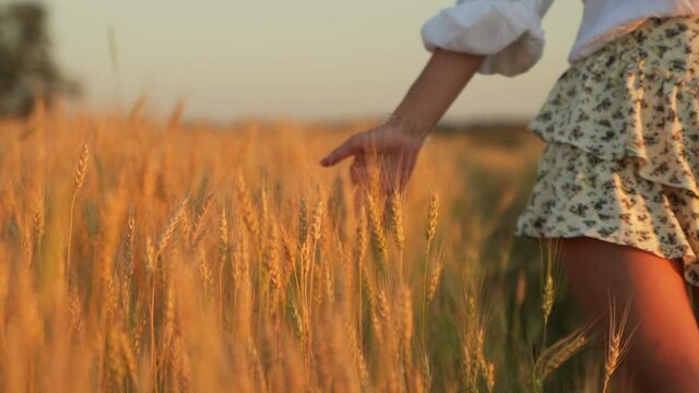 Young woman in a skirt walks through a field of ripe wheat and touches a golden spike with her hand