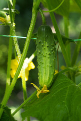Ripe green cucumber grows and hangs on a bush. Vegetable growing, agriculture