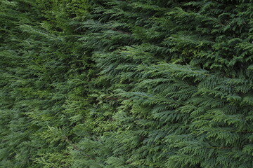 Vegetation in an urban park