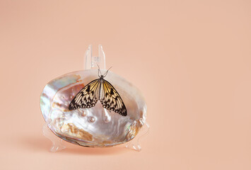 The butterfly is black and white, sitting on a seashell on a pink background. Idea leuconoe, rice...