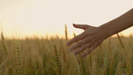 Woman's hand is carefully passing her hand over the spikelets in a wheat field. Hand of a girl close-up passing through a field of wheat. 
