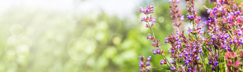 Salvia pratensis, meadow clary or meadow sage purple flowers. Collection of herbs. Medicines from medicinal plants. concept Medicine