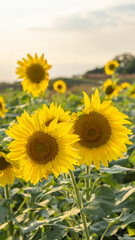 Obraz premium Many Yellow Glowing Sunflowers Blooming in a Green Field in Wisconsin USA 