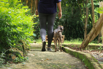 Woman walking on a trail with her pet. Dog and woman outdoors. Walking pet © Carolina