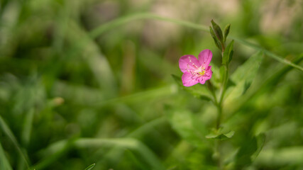 Bella y pequeña flor rosa (flor Onagra) en jardín rodeada de pasto verde. 