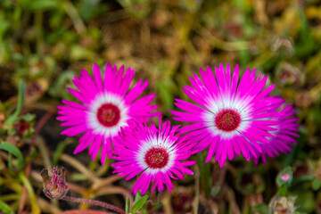 Obraz premium Pink flowers