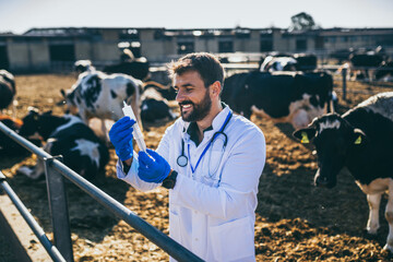 Young veterinarian working at the farm and takes analyzes.