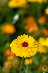 Yellow flower