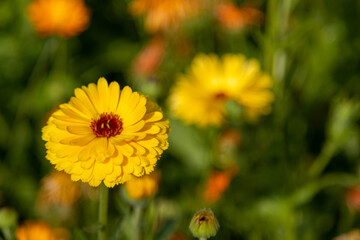 Yellow flower