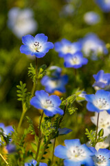 Fototapeta na wymiar Small blue flower