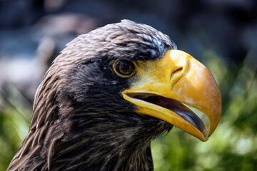 A big eagle with yellow beak on the background of green grass.