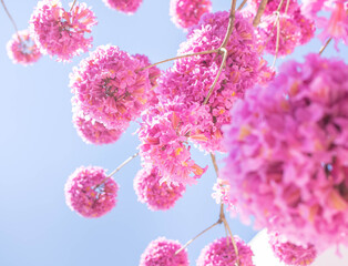 Pink cherry blossom, Pink cherry blossom, branch with pink flowers in the wind