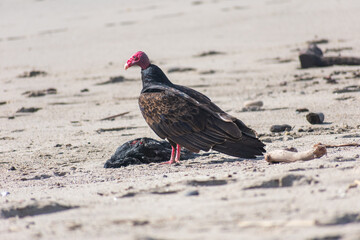 Vulture