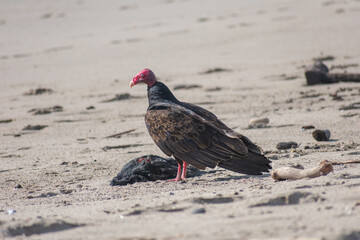 Vulture