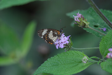 butterfly on a flower