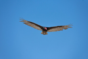 Vultures
