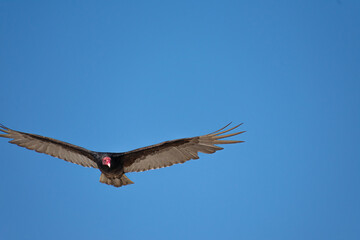 Vultures